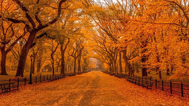 road, autumn, trees, Park, fence, lights, benches, autumn Park, HD wallpaper