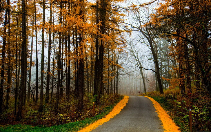 Autumn Morning Road Misty-Nature HD Wallpaper, HD wallpaper