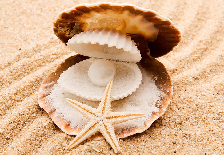 seashells decor, sand, sea, nature, starfish, pearl, seashells, HD wallpaper