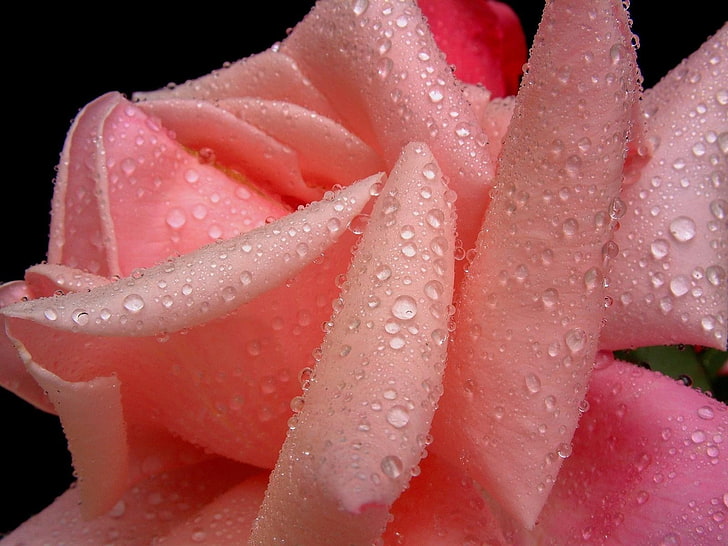 pink rose flower with water dew in close-up photography, rose, petals, drops, soft pink, HD wallpaper