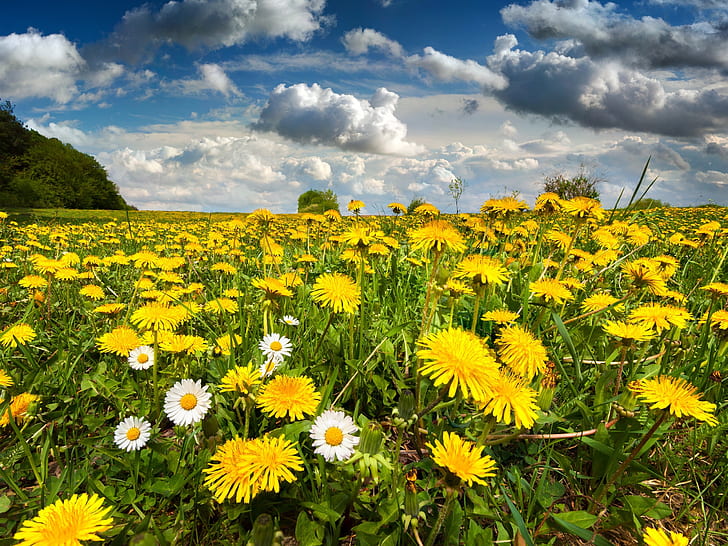 Paisaje de la naturaleza, campo, flores, primavera, cielo, naturaleza,  paisaje, Fondo de pantalla HD | Wallpaperbetter