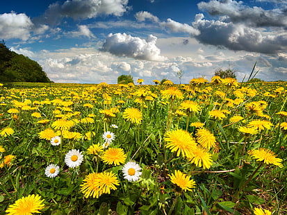 Paisaje de la naturaleza, campo, flores, primavera, cielo, naturaleza, paisaje, campo, flores, primavera, cielo, Fondo de pantalla HD HD wallpaper