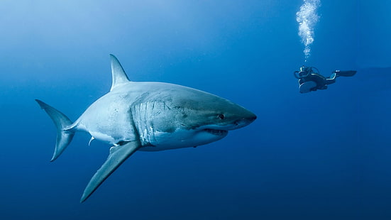 Shark Great White Fish Ocean Diver HD, สัตว์, มหาสมุทร, ขาว, ปลา, ดี, ฉลาม, นักดำน้ำ, วอลล์เปเปอร์ HD HD wallpaper