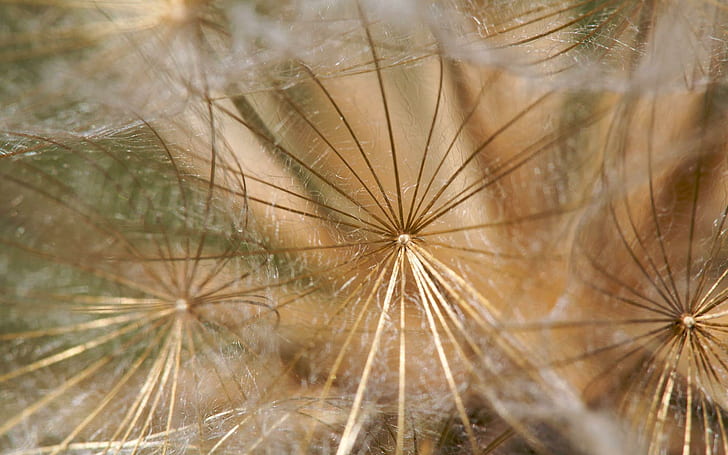 Cabeças de semente, narcisos brancos, ralos, vento, campo, cabeças de semente, 3d e abstrato, HD papel de parede