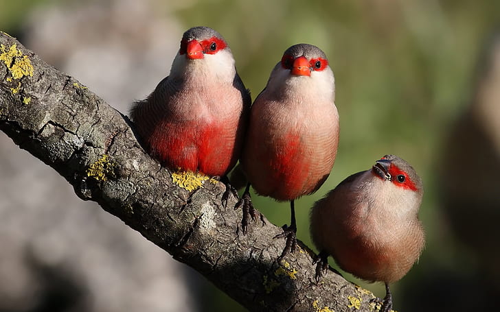 Tre uccelli in piedi su un ramo, tre, uccelli, in piedi, ramo, Sfondo HD