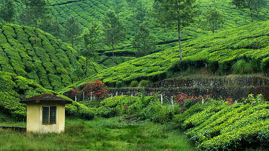 чаена градина, чаена плантация, планински район, хълм станция, градина, чай, плантация, селски район, хълм, HD тапет HD wallpaper