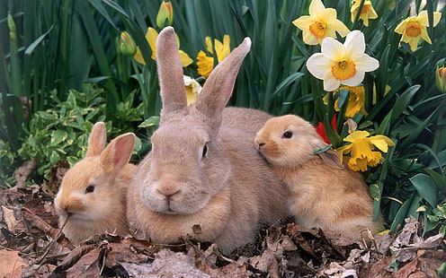 Карликовый кролик, три коричневых кролика, животные, кролик, удивительные обои животных, милые обои животных, обои диких животных, обои кролика, HD обои HD wallpaper