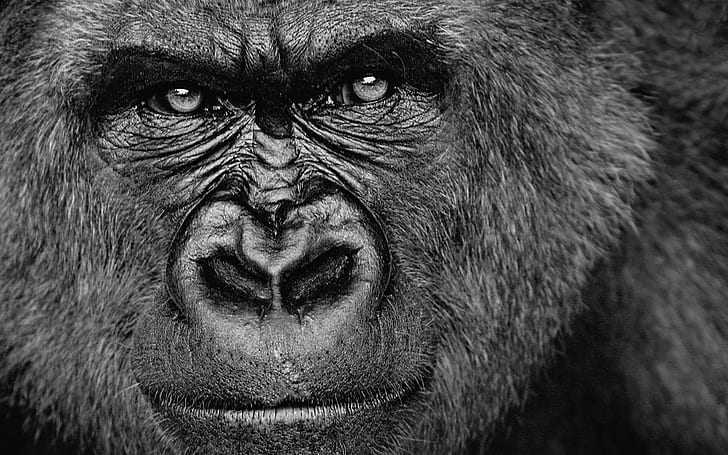 gorillas, animals, monochrome, face, HD wallpaper