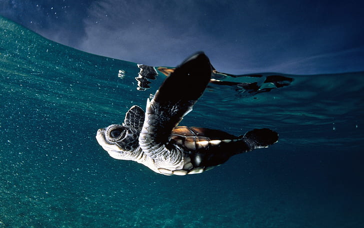 ocean baby turtles skyscapes geografici nazionali 1920x1200 Nature Oceans HD Arte, oceano, bimbo, Sfondo HD