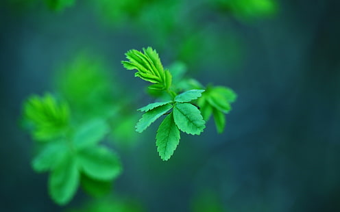 green-leafed plant, nature, green, plants, leaves, depth of field, macro, HD wallpaper HD wallpaper