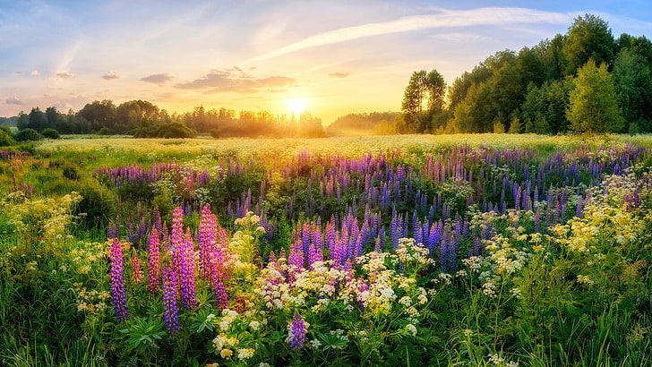 пурпурный цветок с лепестками, лето, солнце, деревья, цветы, утро, россия, луга, люпины, HD обои