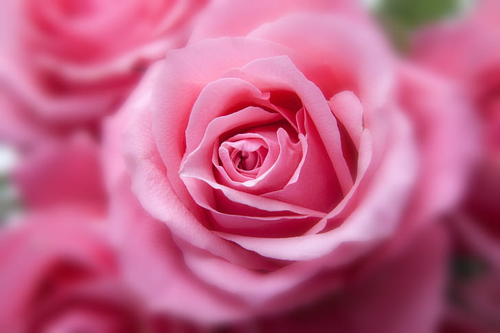 Rosas rosadas, 4K, Fondo de pantalla HD