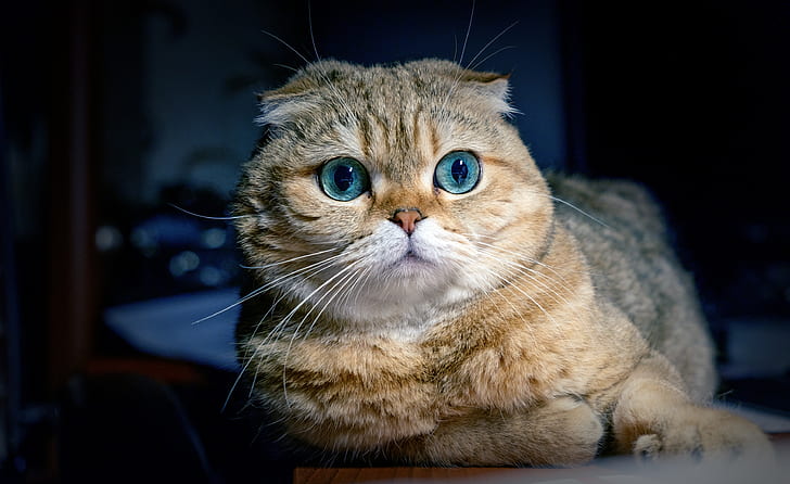 cat, look, muzzle, Scottish fold cat, HD wallpaper