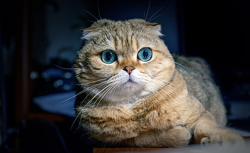 кот, взгляд, морда, шотландская вислоухая кошка, HD обои HD wallpaper