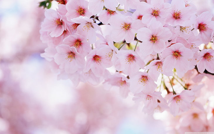 Cherry Blossom Wallpaper HD New Tab