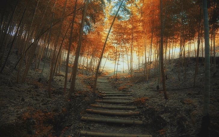 forest pathway, orange leafed tress, nature, landscape, path, fall, stairs, trees, bamboo, mist, forest, HD wallpaper