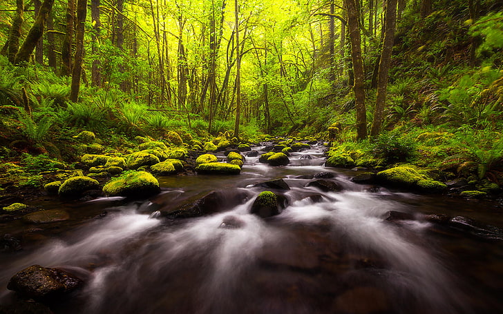 Gorton Creek Gorge โอเรกอนสหรัฐอเมริกาแม่น้ำโคลัมเบียแม่น้ำภูเขาแม่น้ำที่มีโขดหินหินต้นไม้มอสสีเขียวพุ่มไม้เฟิร์นภูมิทัศน์วอลเปเปอร์ HD พิเศษ 3840 × 2400, วอลล์เปเปอร์ HD