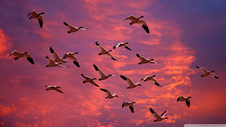 Migrating Snow Geese In Red Sky, flock of goose, formation, geese, clouds, animals, HD wallpaper