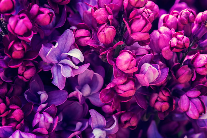 lilac desktop 4k pic, Wallpaper HD