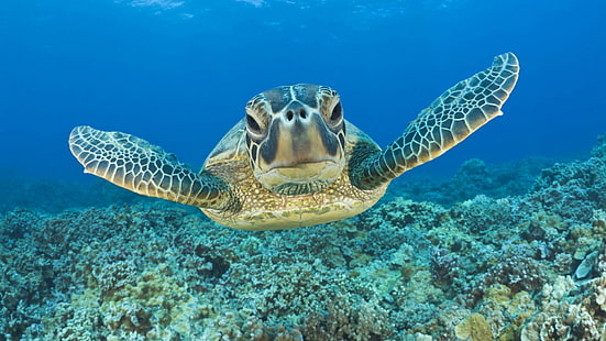 Tartaruga verde, Maui, Hawaii, Hawaii, Maui, tartaruga verde, oceano, animali, Sfondo HD HD wallpaper