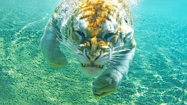 tiger, animals, tiger, underwater, HD wallpaper