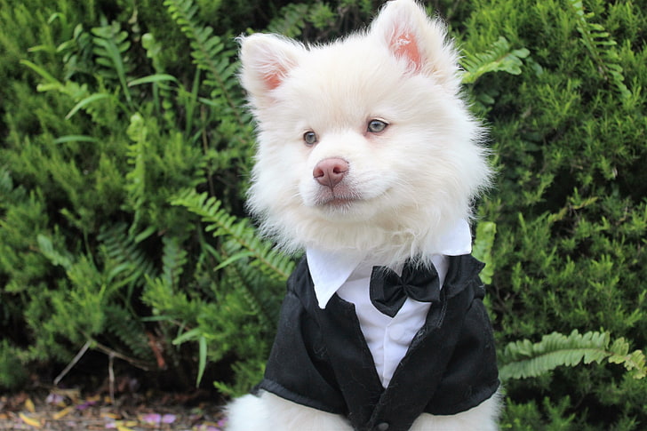 white Indian spitz puppy, dog, tuxedo, muzzle, HD wallpaper