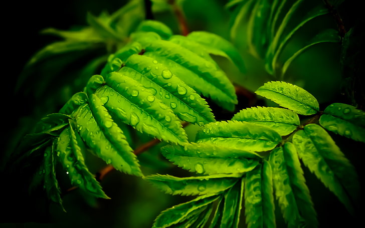 grünblättrige Pflanzen mit Wassertropfen, Blätter, HD-Hintergrundbild