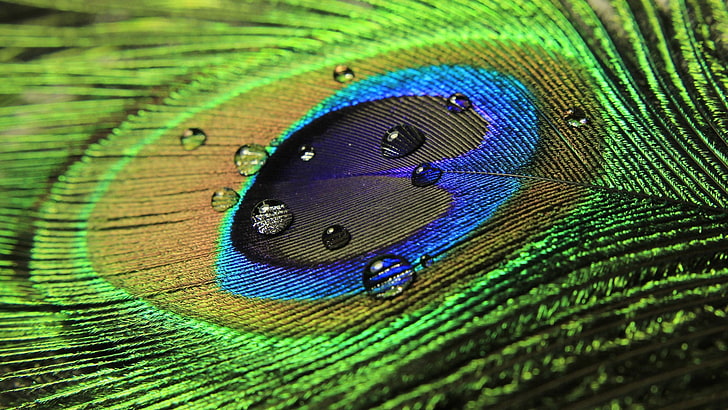 тапет от синьо и зелено пауново перо, разноцветен текстил, пауни, пера, капки вода, фотография, макро, HD тапет