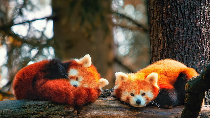 Śliczny śpiący szop, dwie czerwone pandy, zwierzęta, szop, Tapety HD