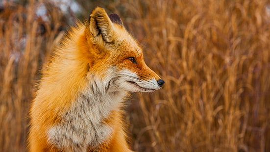 червена лисица, лисица, животни, HD тапет HD wallpaper