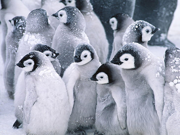 طيور البطريق الصغيرة والحيوانات والثلج والشتاء وطيور البطريق الصغيرة والحيوانات والثلج والشتاء، خلفية HD