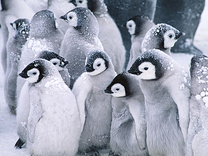 طيور البطريق الصغيرة والحيوانات والثلج والشتاء وطيور البطريق الصغيرة والحيوانات والثلج والشتاء، خلفية HD HD wallpaper