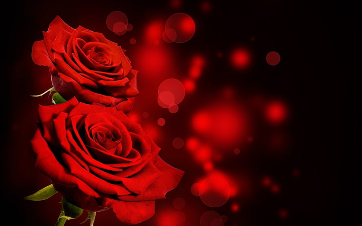 czerwony i czarny kwiatowy materiał tekstylny, kwiaty, róża, czerwone kwiaty, bokeh, rośliny, Tapety HD