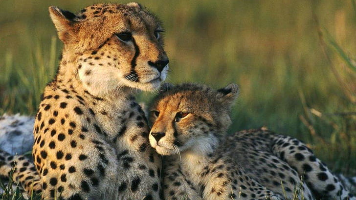 Cheetah Her Cub, tiger, cubs, big cats, nature, wildlife, predator, cheetah, lion, jaguar, leopards, animals, HD wallpaper