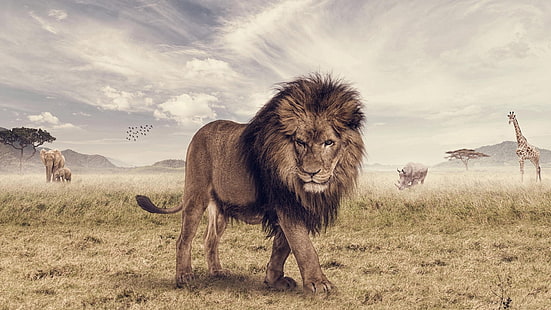 Savana, aslan, hayvanlar, savana, aslan, hayvanlar, HD masaüstü duvar kağıdı HD wallpaper