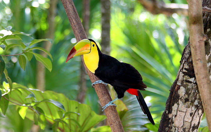 Toucan bird in forest, yellow and black tocan, tree, forest, branch, beak, animals, bird, nature, toucan, HD wallpaper