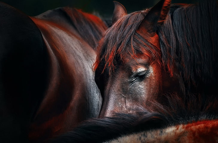 ภาพประกอบม้าสีดำและสีน้ำตาล, ม้า, สัตว์ป่า, ระยะใกล้, สัตว์, วอลล์เปเปอร์ HD