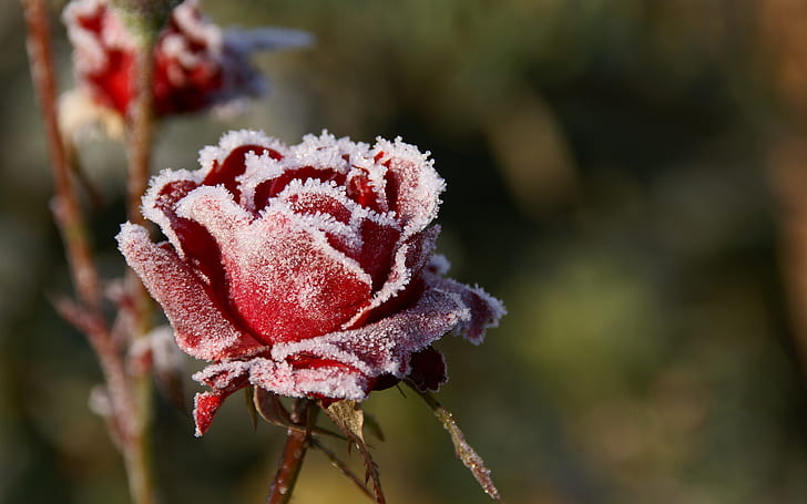 Frost red rose flower, dingin, Frost, Red, Rose, Flower, Cold, Wallpaper HD