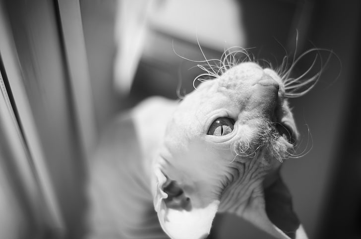 sphynx cat, cat, look, macro, black and white, Sphinx, HD wallpaper