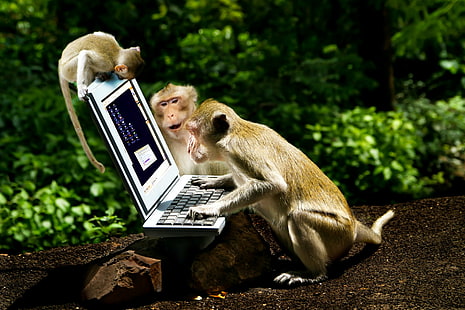 Macacos, Macaco, Animal, Computador, Laptop, HD papel de parede HD wallpaper