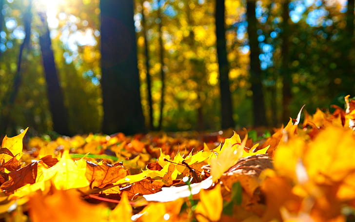 осень, осень, листья, дерево, HD обои