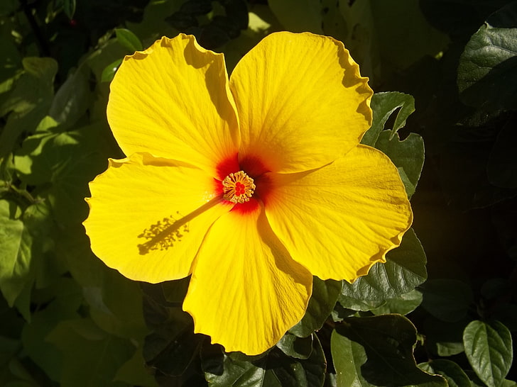 Хибискус, жълто, цвете, Хавай, венчелистчета, HD тапет
