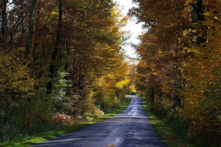 *** 가을 숲을 통과하는 도로 ***, 나무, 자연, 도로, 가을, 화려한, 자연과 풍경, HD 배경 화면