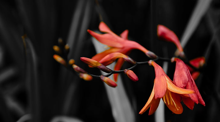 Lily Train, fiori di ibisco rosso, natura, fiori, nero, scuro, giglio, Sfondo HD