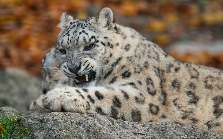 Dentes do Snow Leopard, leopardo marrom e preto, leopardo da neve, gato selvagem, predatório, dentes, HD papel de parede