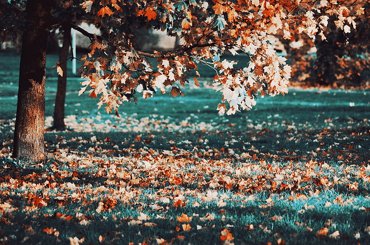 brown leaf tree, untitled, fall, leaves, trees, HD wallpaper