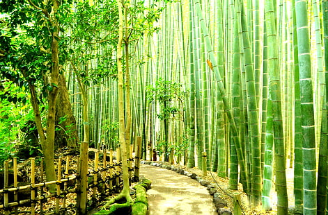 竹の森-日本鎌倉、竹の木、アジア、日本、 HDデスクトップの壁紙 HD wallpaper