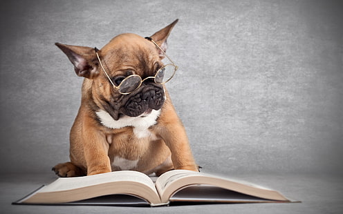 眼鏡をかけて本を読んで犬、茶色と白のパグ、犬、身に着けている、メガネ、読書、本、 HDデスクトップの壁紙 HD wallpaper