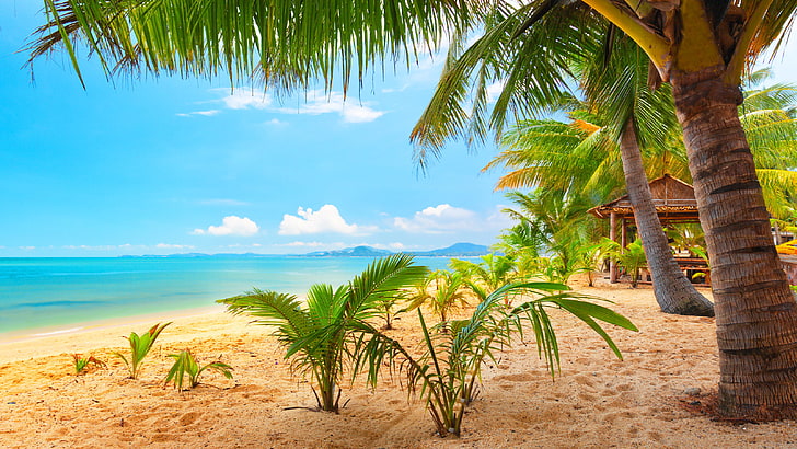зеленые пальмы, небо, облака, пляж, пальмы, бунгало, море, лето, тропический, HD обои