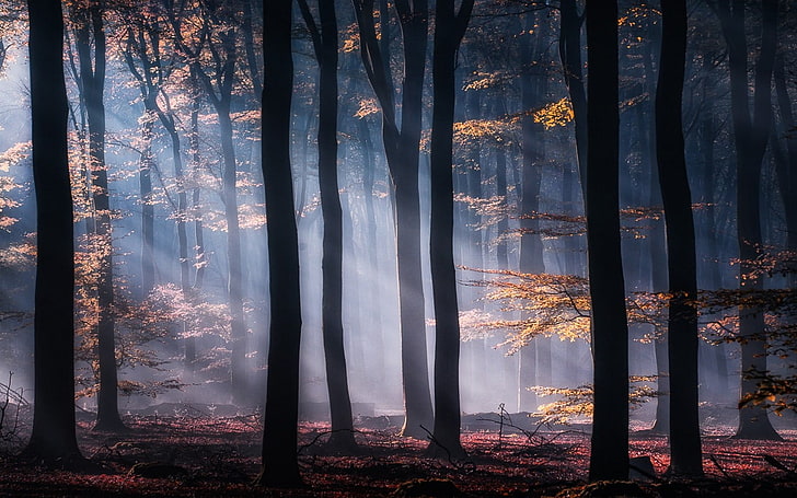 tree forest interior, mist, forest, nature, sun rays, yellow, leaves, landscape, trees, sunlight, atmosphere, HD wallpaper